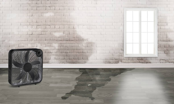Best Sewage cleanup and water damage restoration  in Seville, FL